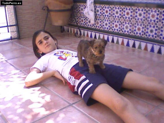 La foto del perro