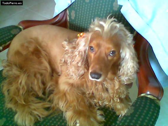 La foto del perro