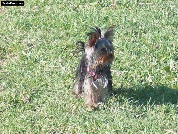La foto del perro
