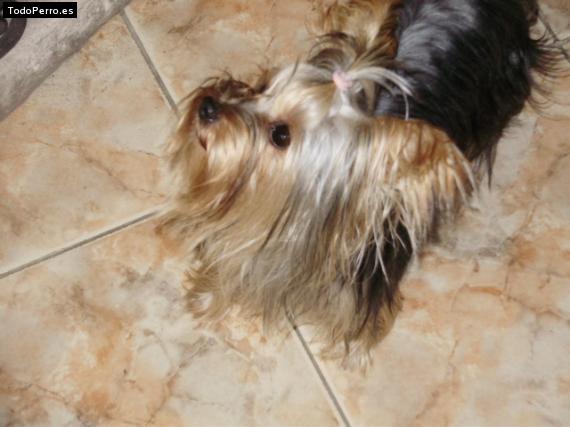 La foto del perro