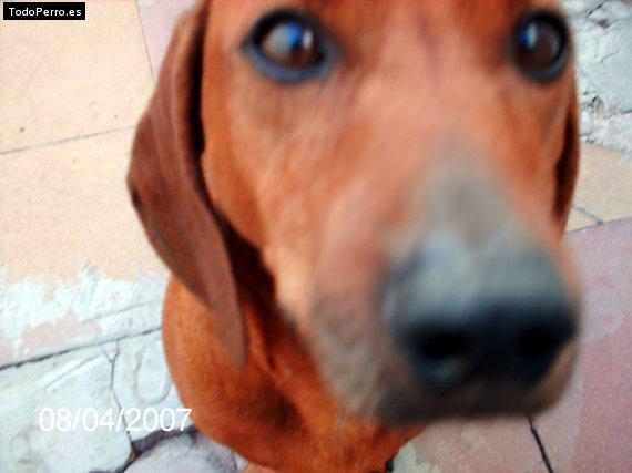 La foto del perro