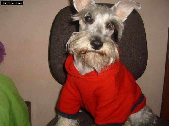 La foto del perro