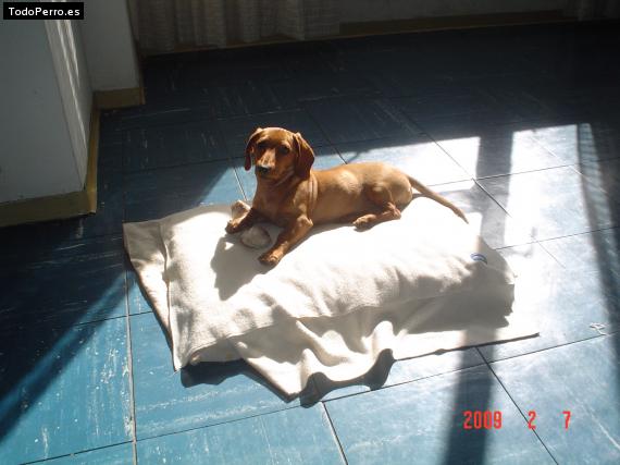 La foto del perro