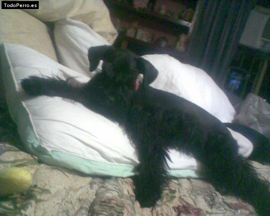 La foto del perro