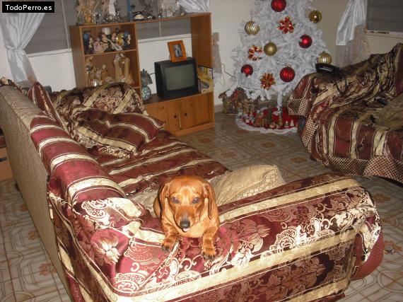 Foto del perro Chispi