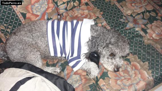 La foto del perro