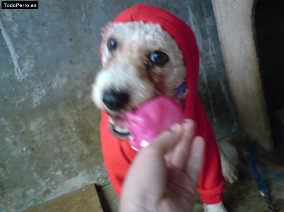 La foto del perro