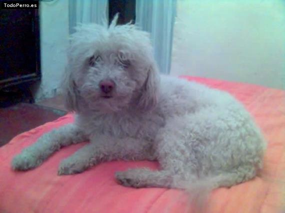 Foto del perro Chenoa