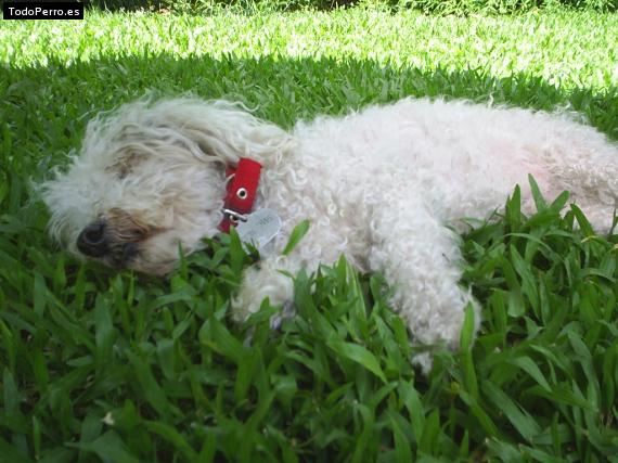 Foto del perro Chicho