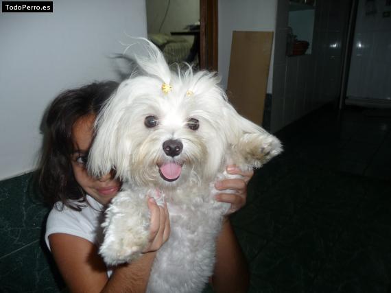 La foto del perro