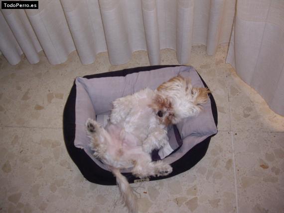 La foto del perro