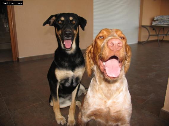 La foto del perro