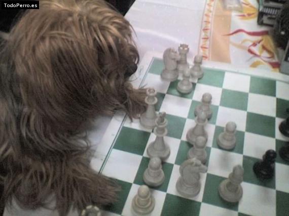 La foto del perro