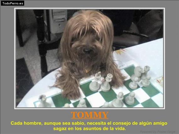 La foto del perro