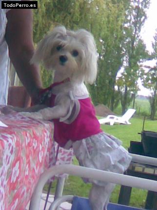 La foto del perro