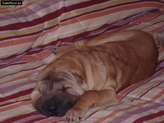 La foto del perro