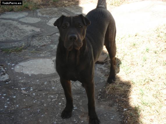 La foto del perro