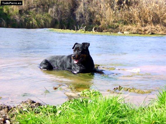 La foto del perro