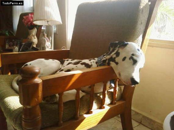 La foto del perro