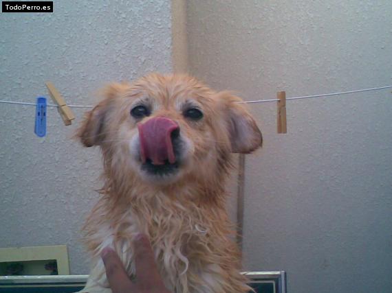 Foto del perro Cookie