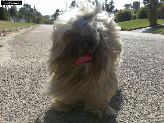 La foto del perro