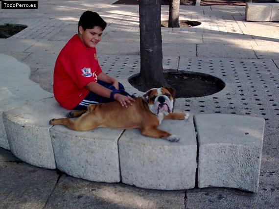 La foto del perro