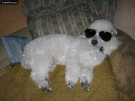 La foto del perro