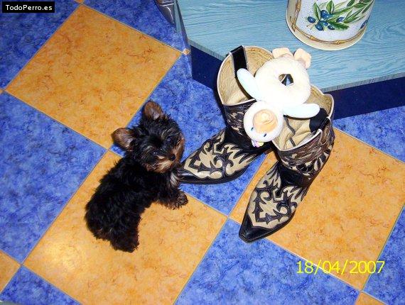 La foto del perro