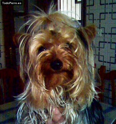 La foto del perro