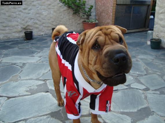 La foto del perro