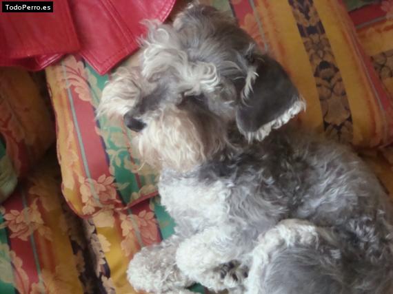 La foto del perro