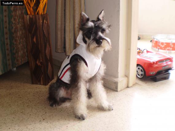La foto del perro