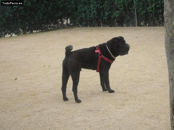 La foto del perro