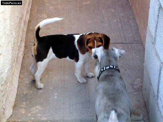 La foto del perro