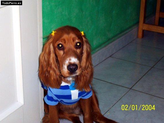 La foto del perro