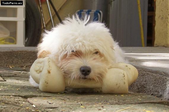 La foto del perro