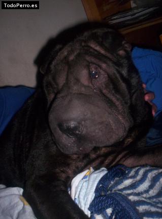 La foto del perro