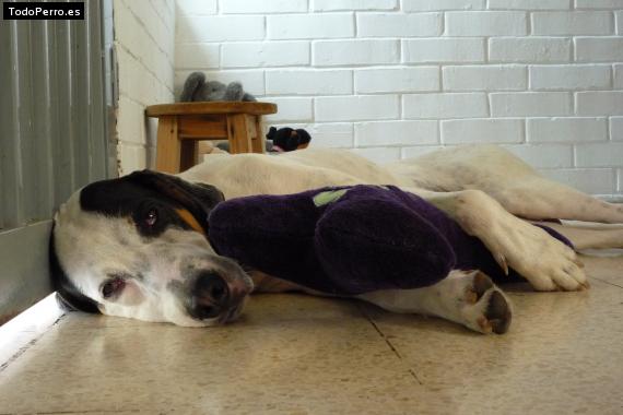 La foto del perro