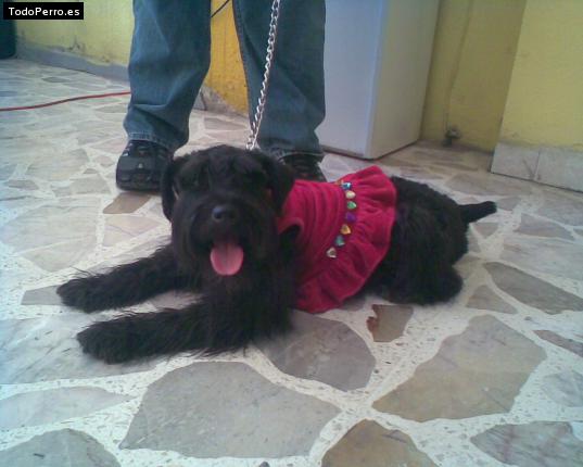 La foto del perro