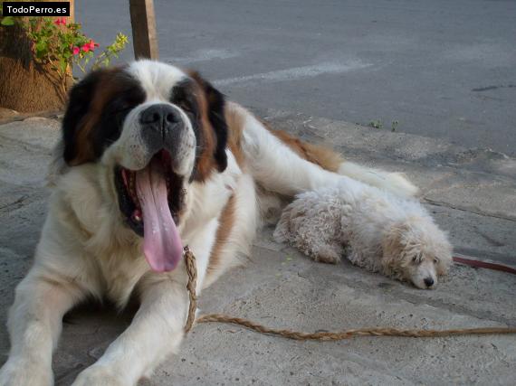 La foto del perro
