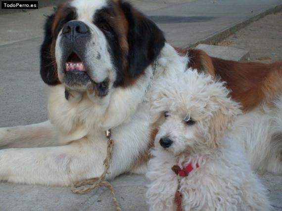 La foto del perro