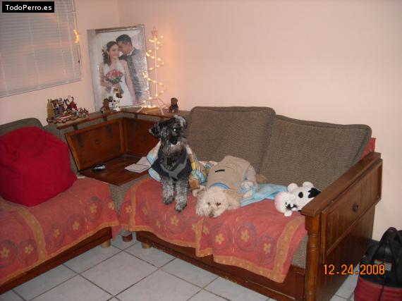 La foto del perro