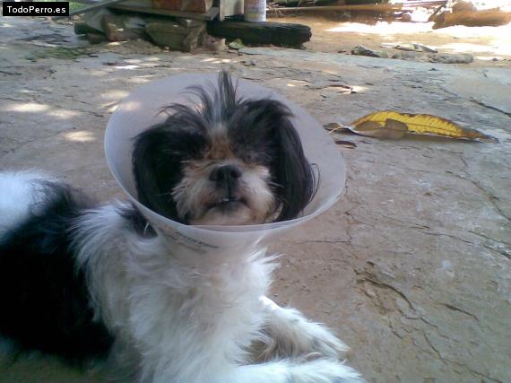 La foto del perro