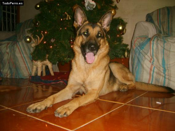 La foto del perro