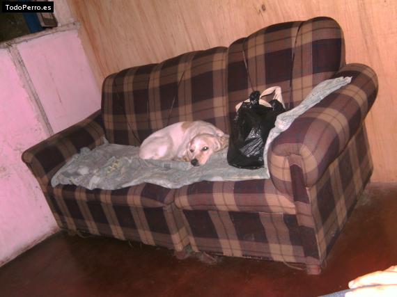 La foto del perro