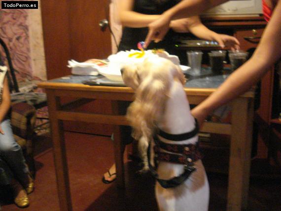 La foto del perro