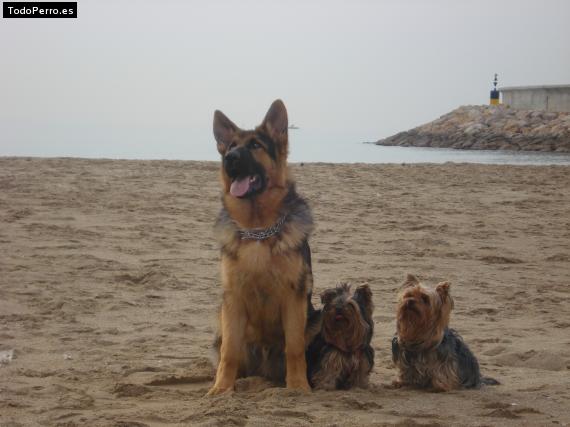 La foto del perro