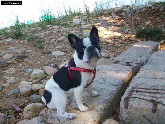 La foto del perro