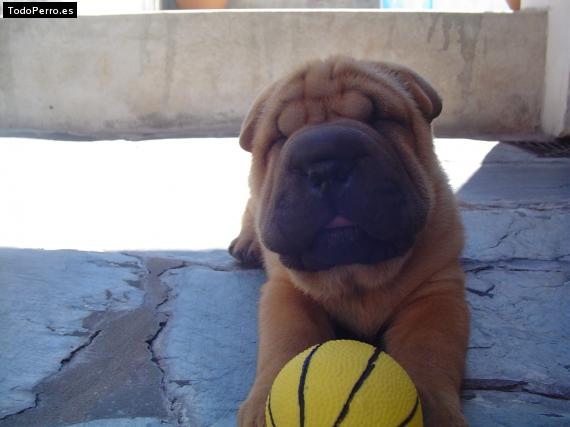 La foto del perro