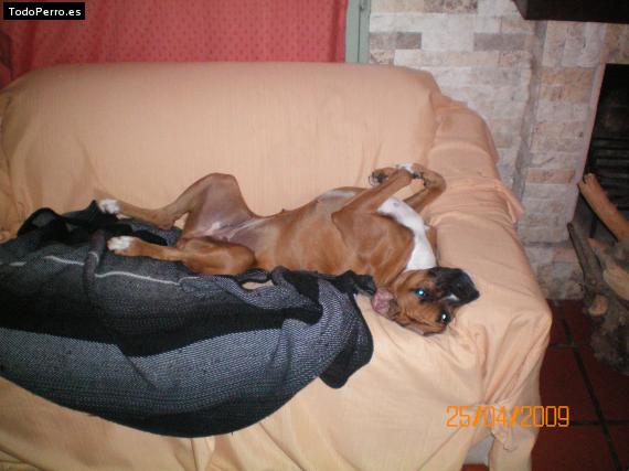 La foto del perro